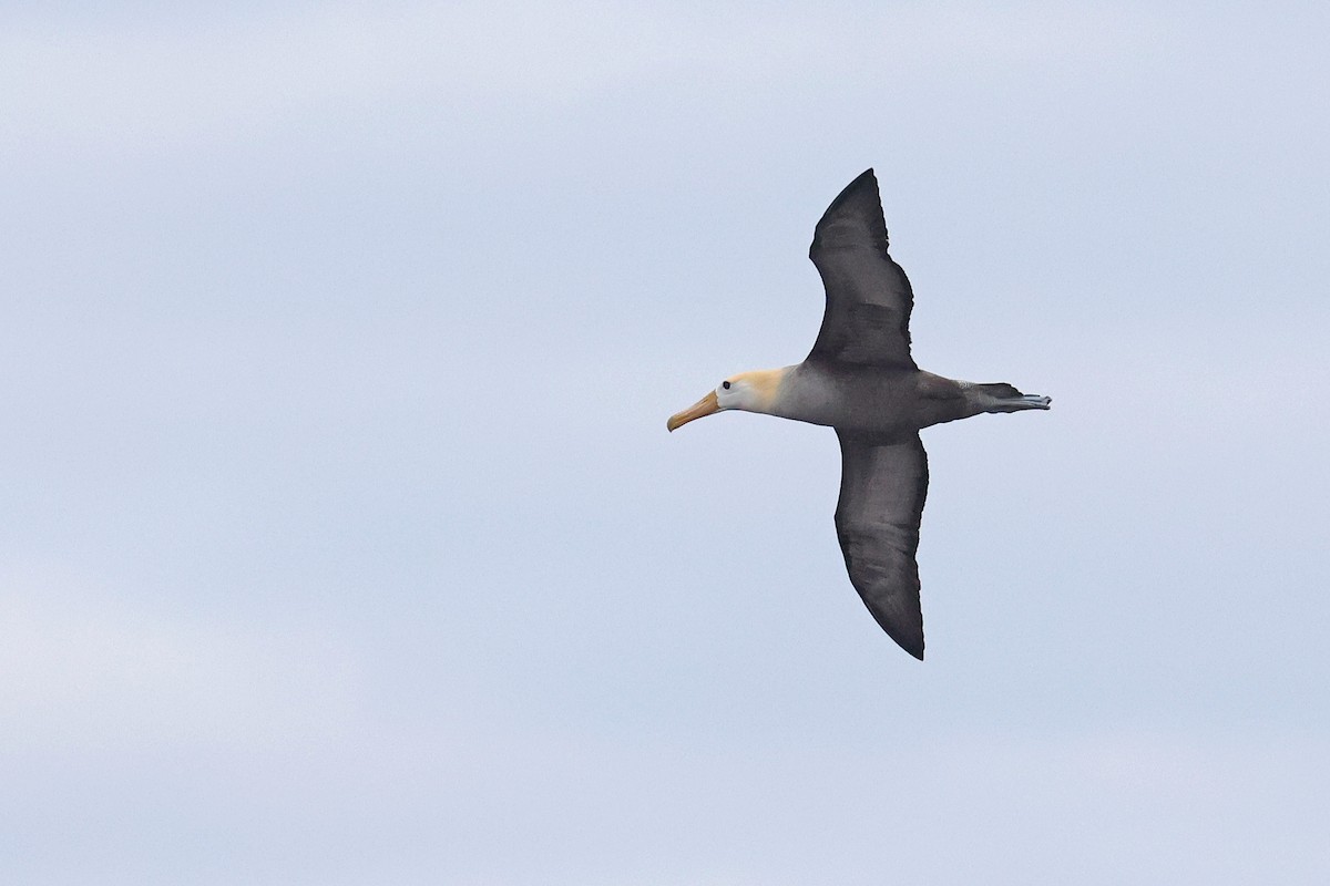 Waved Albatross - ML620785494