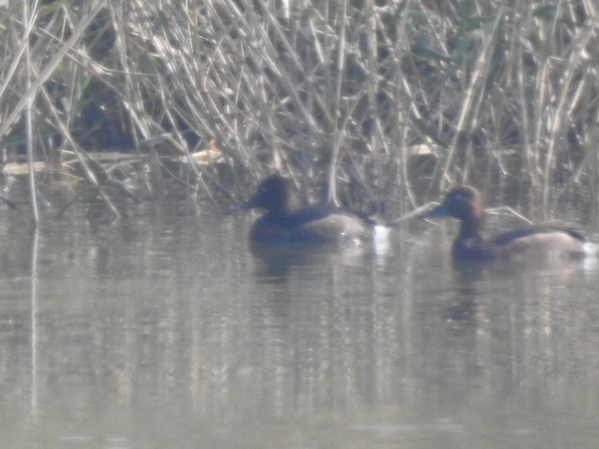 Ferruginous Duck - ML620785495