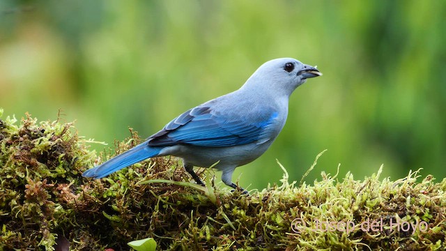 Blue-gray Tanager - ML620785496