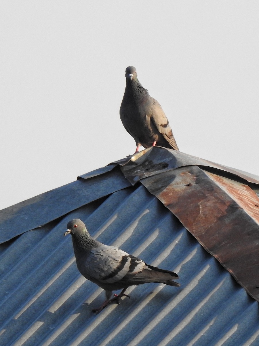 Rock Pigeon (Feral Pigeon) - ML620785498