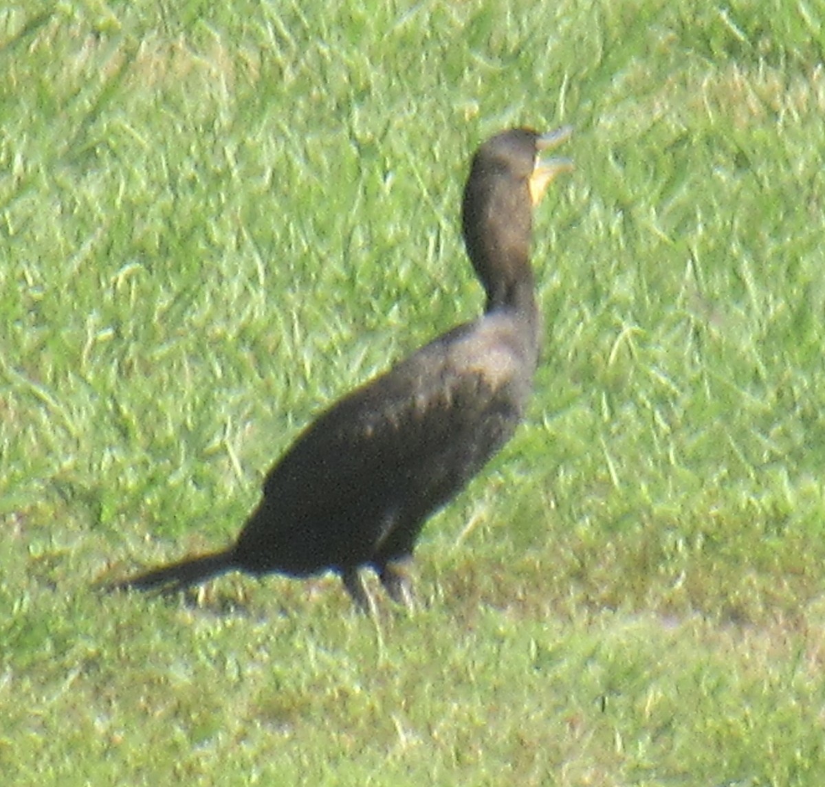 Double-crested Cormorant - ML620785501