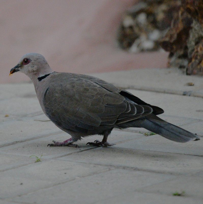 Red-eyed Dove - ML620785503