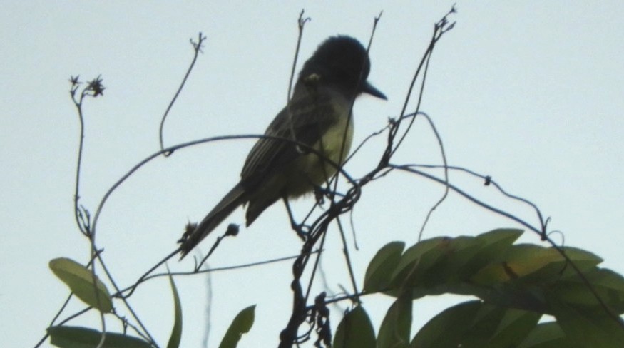 Dusky-capped Flycatcher - ML620785506