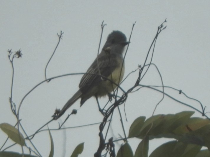 Dusky-capped Flycatcher - ML620785507