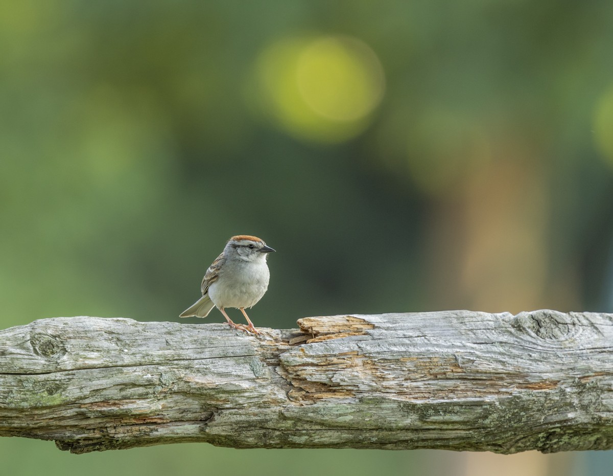 Chipping Sparrow - ML620785508