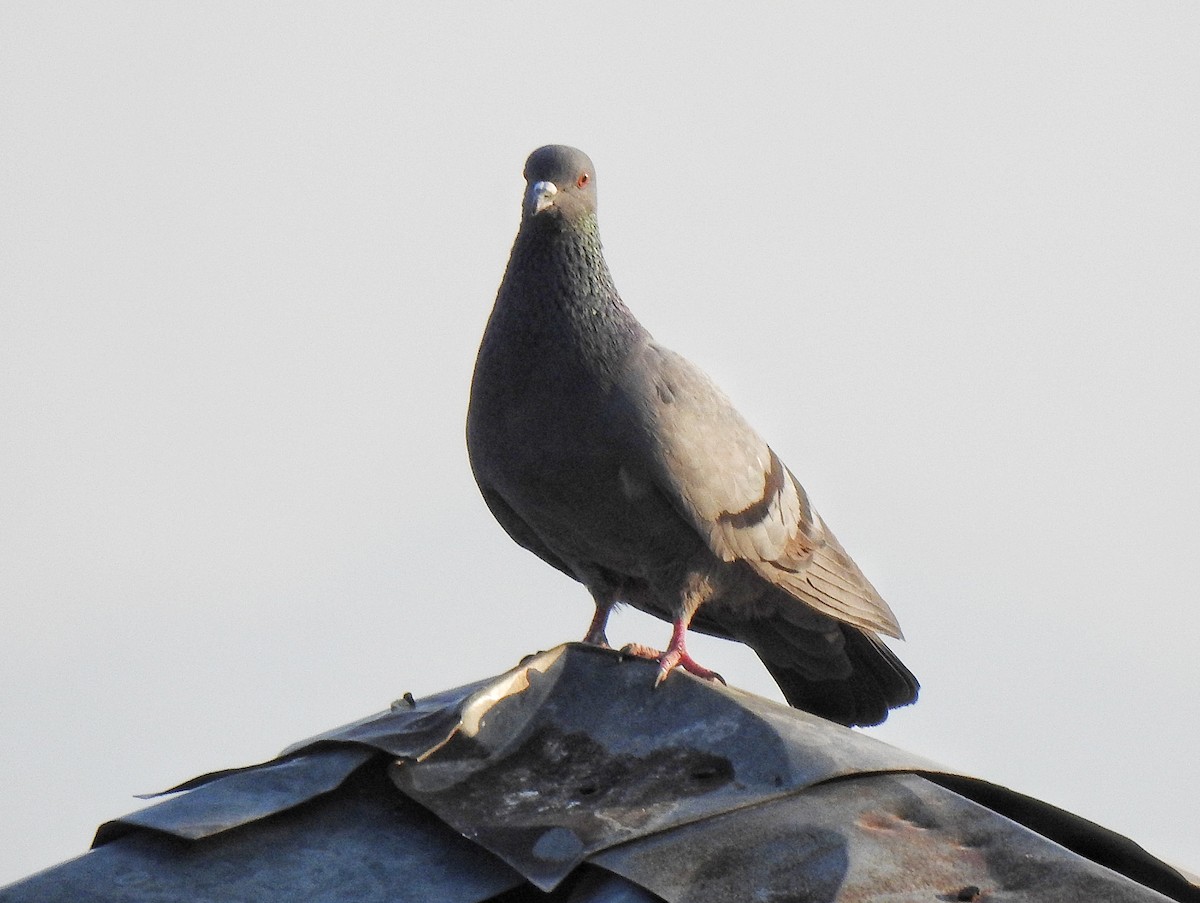 Rock Pigeon (Feral Pigeon) - ML620785509