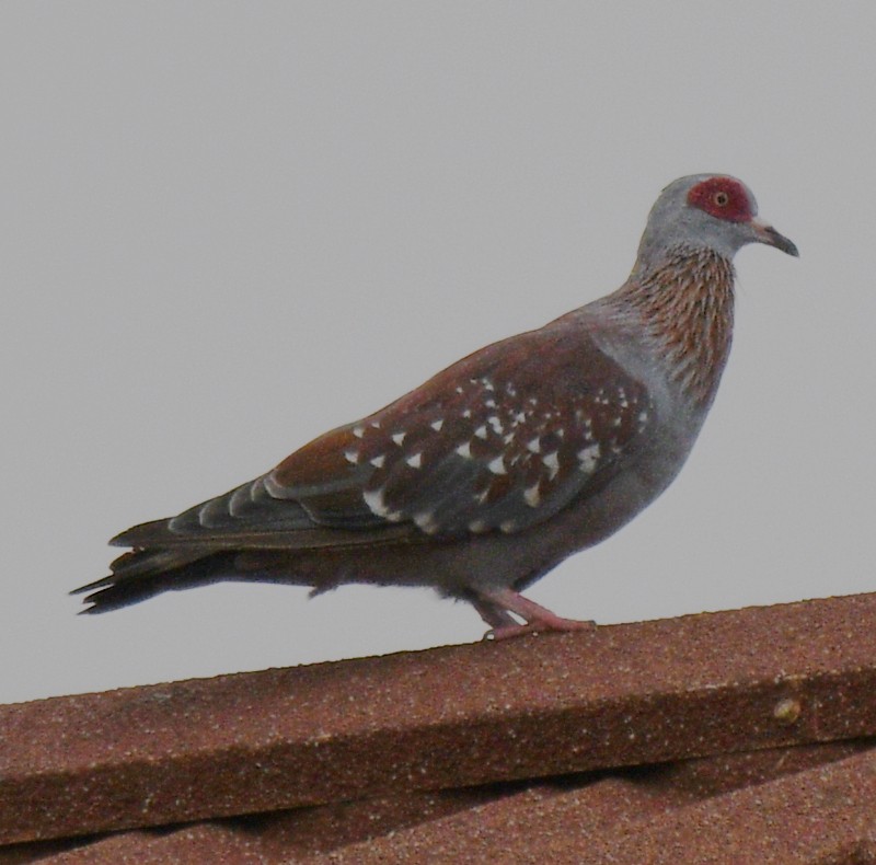 Speckled Pigeon - Jos Simons