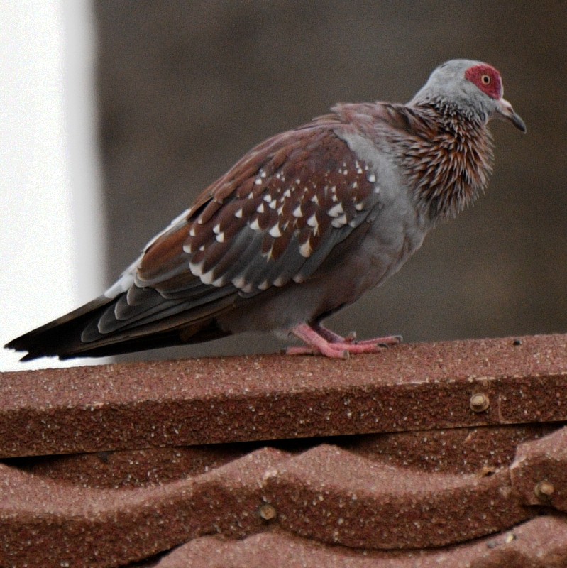 Speckled Pigeon - ML620785511