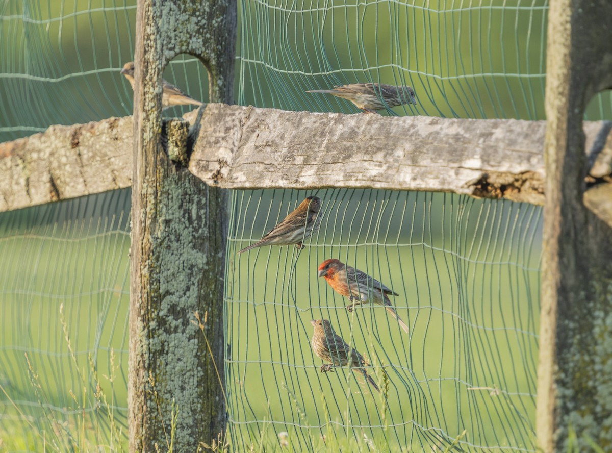 House Finch - ML620785512