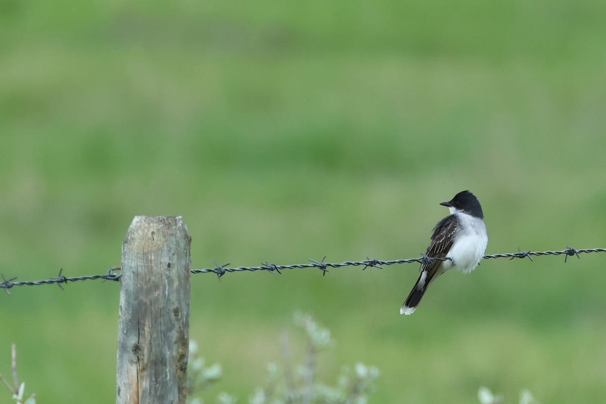 Eastern Kingbird - ML620785513