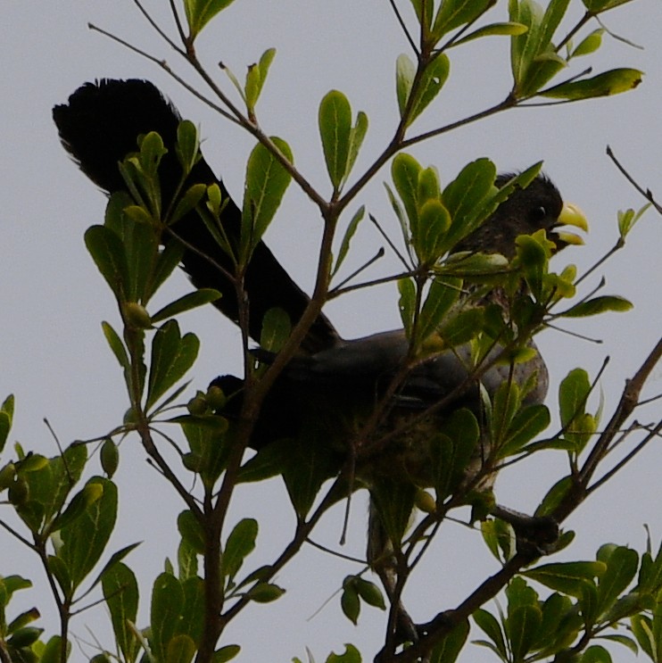 Western Plantain-eater - ML620785514