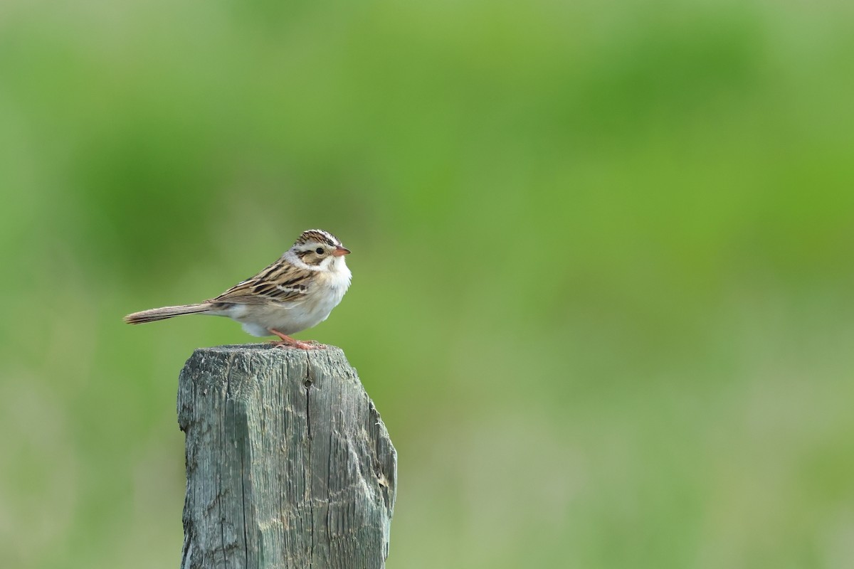 Clay-colored Sparrow - ML620785519