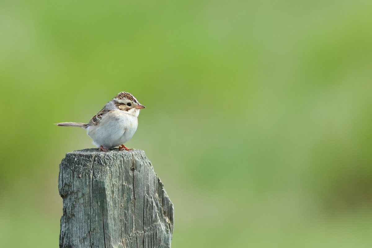 Clay-colored Sparrow - ML620785520