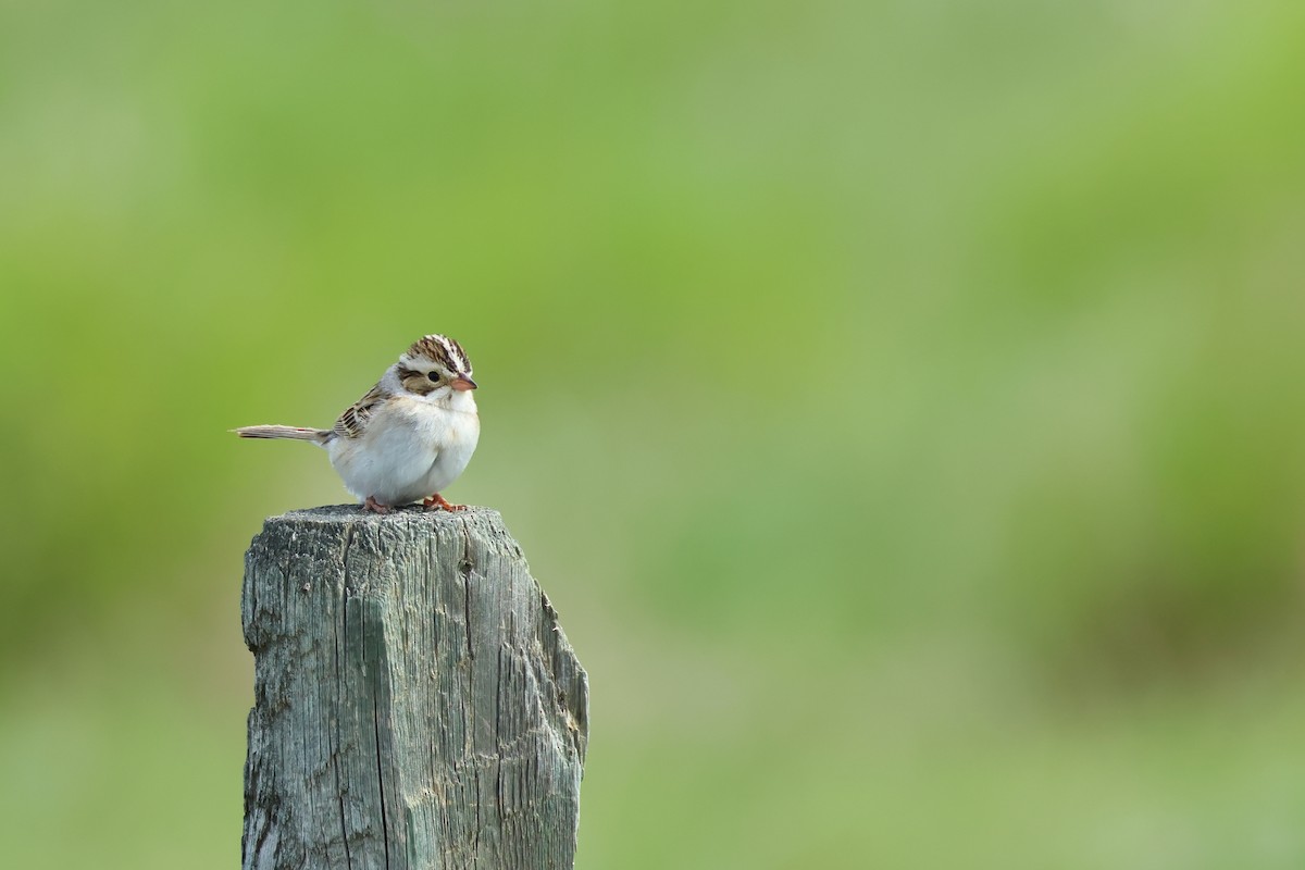 Clay-colored Sparrow - ML620785521