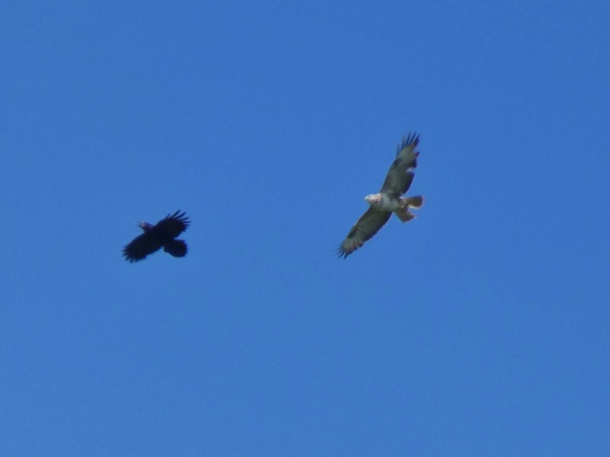 Common Buzzard - ML620785522