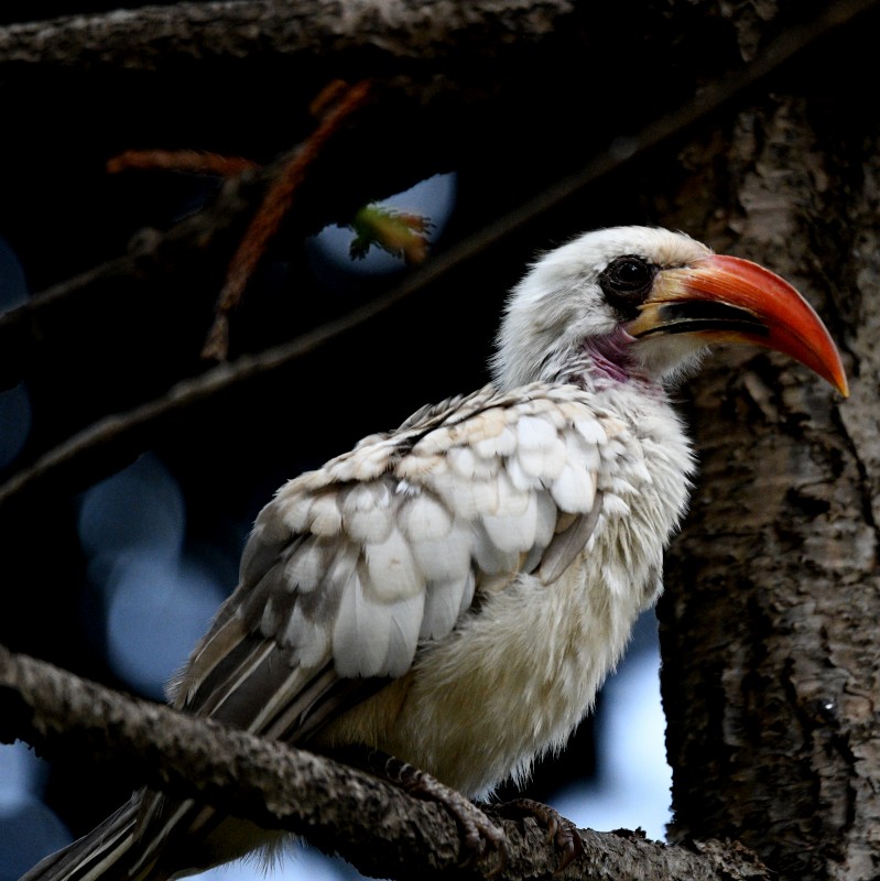 Western Red-billed Hornbill - ML620785526