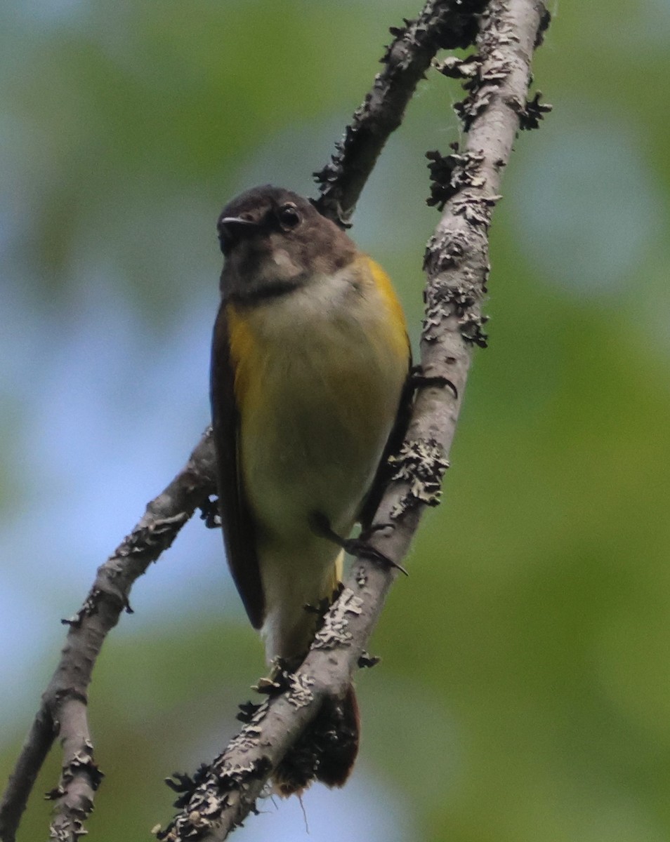 American Redstart - ML620785529