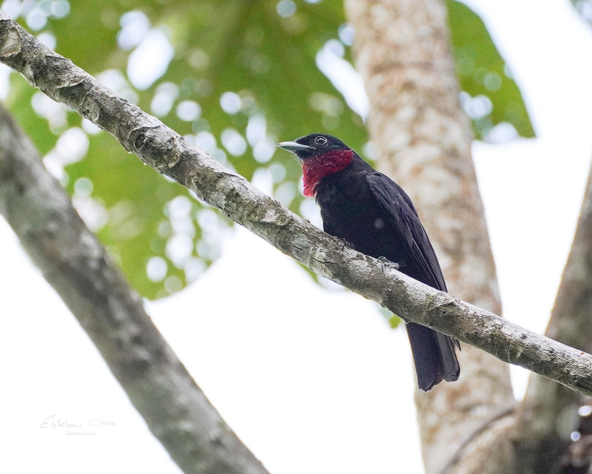 Purple-throated Fruitcrow - ML620785531