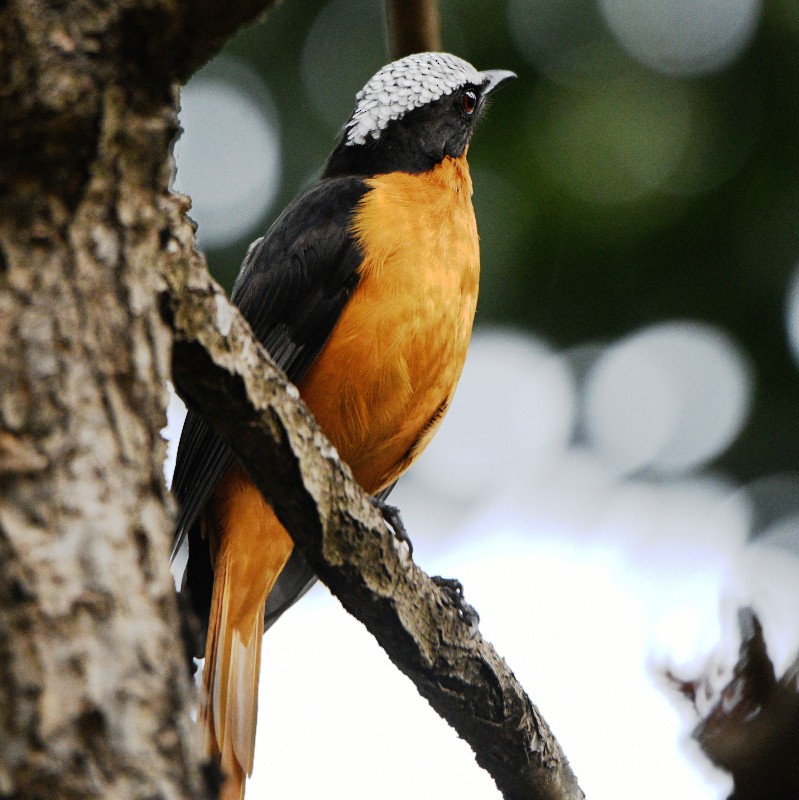 White-crowned Robin-Chat - ML620785533