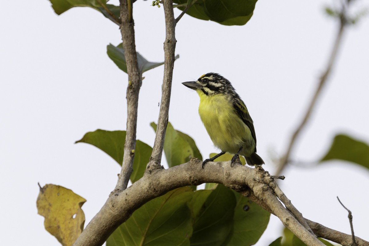 Yellow-fronted Tinkerbird - ML620785544