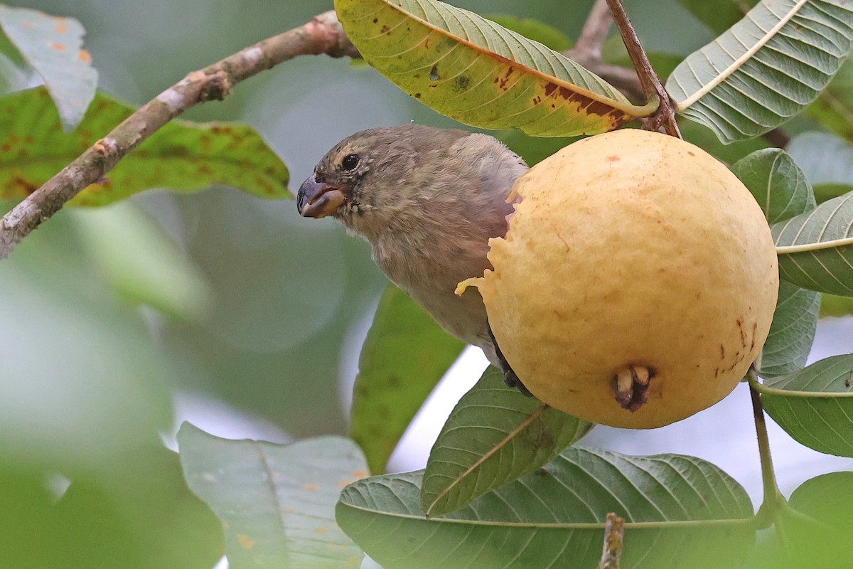 Large Tree-Finch - ML620785549