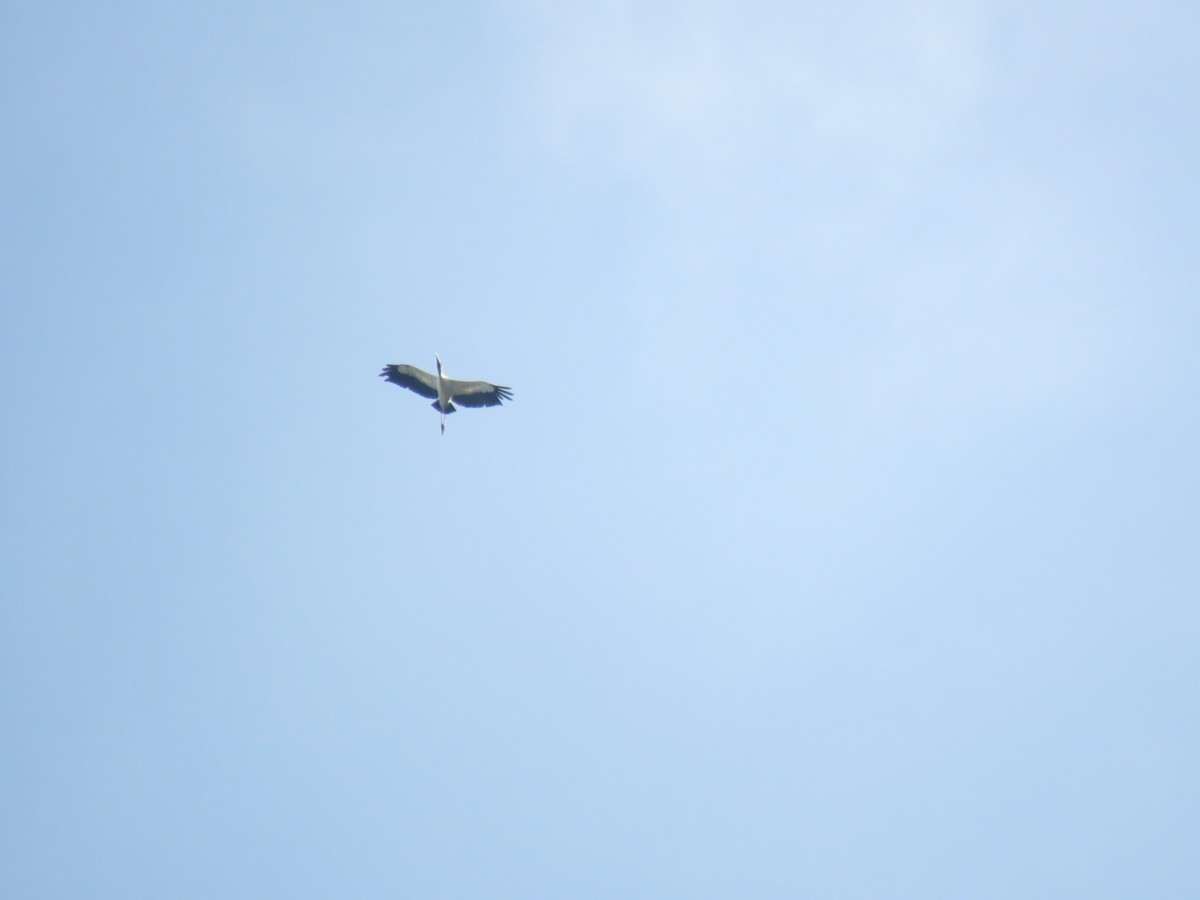 Wood Stork - ML620785550