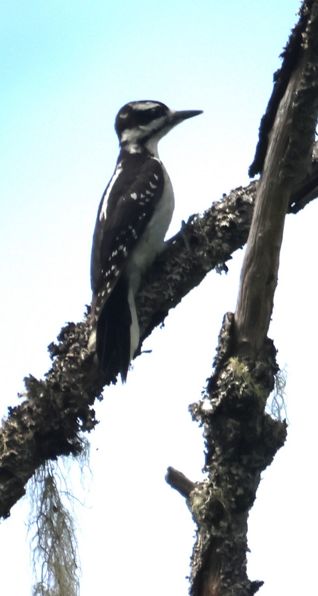 Hairy Woodpecker - ML620785552