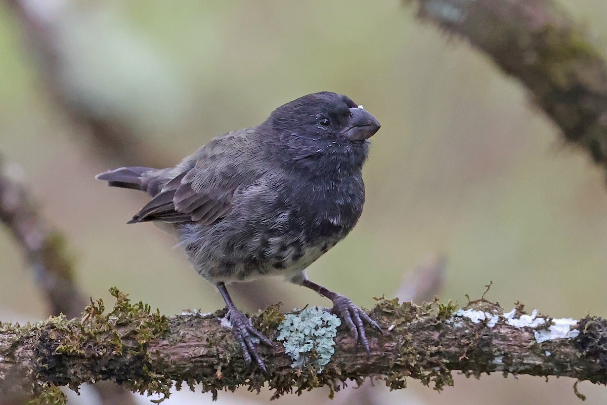 Large Tree-Finch - ML620785553