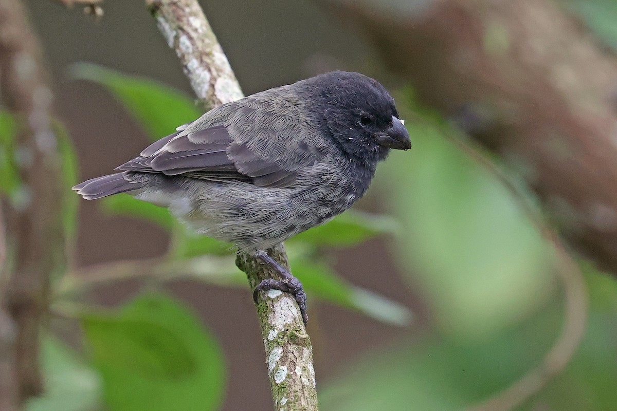 Large Tree-Finch - ML620785554