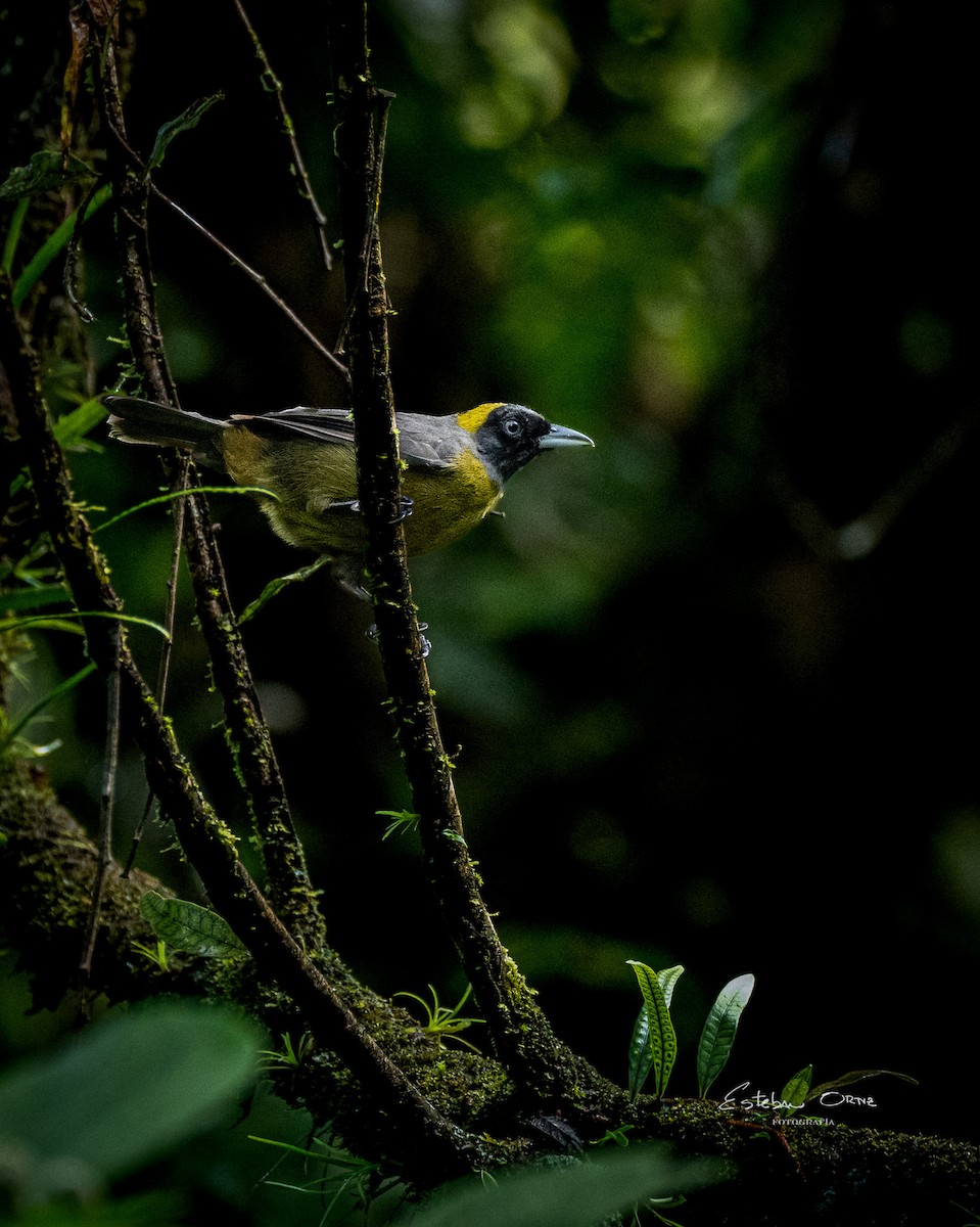 Dusky-faced Tanager - ML620785562