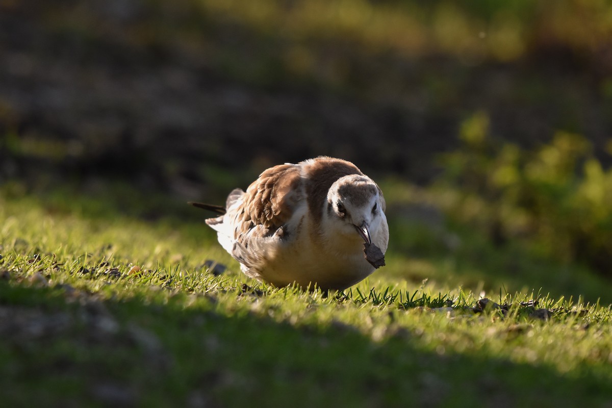 Black-headed Gull - ML620785568