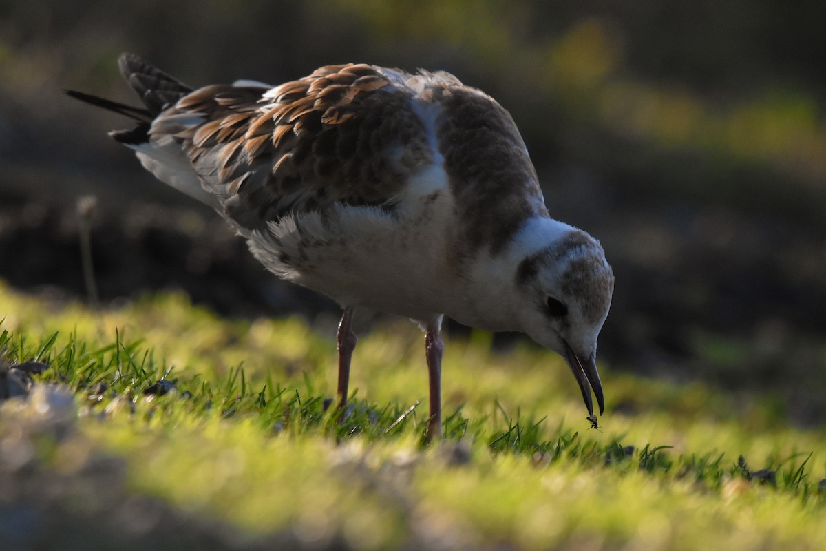 Black-headed Gull - ML620785569