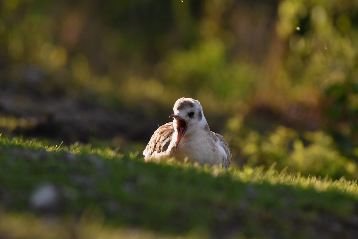 Black-headed Gull - ML620785571