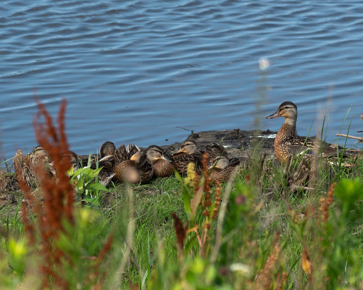 Canard colvert - ML620785573