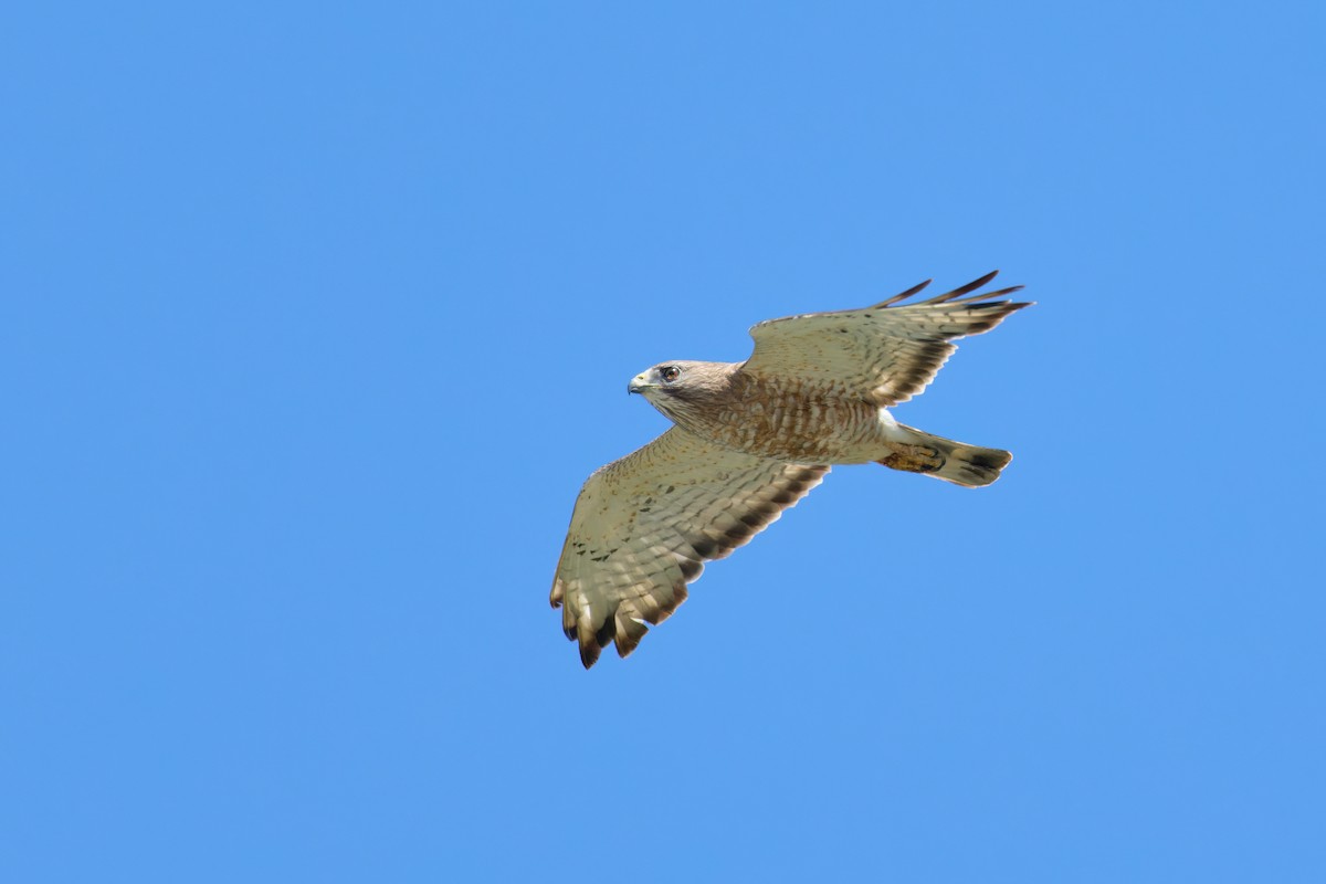 Broad-winged Hawk - ML620785574