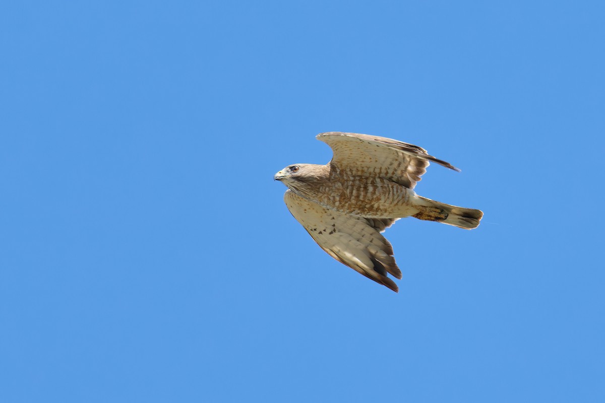 Broad-winged Hawk - ML620785577