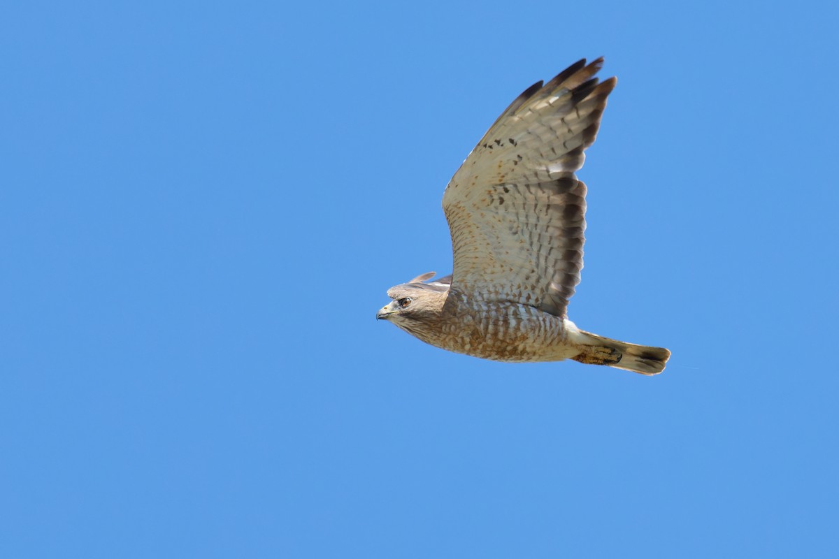 Busardo Aliancho - ML620785578