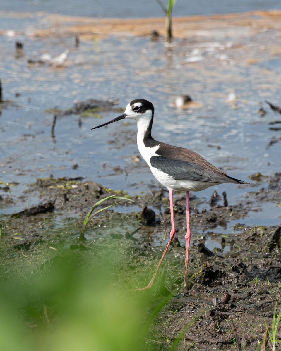 Black-necked Stilt - ML620785580