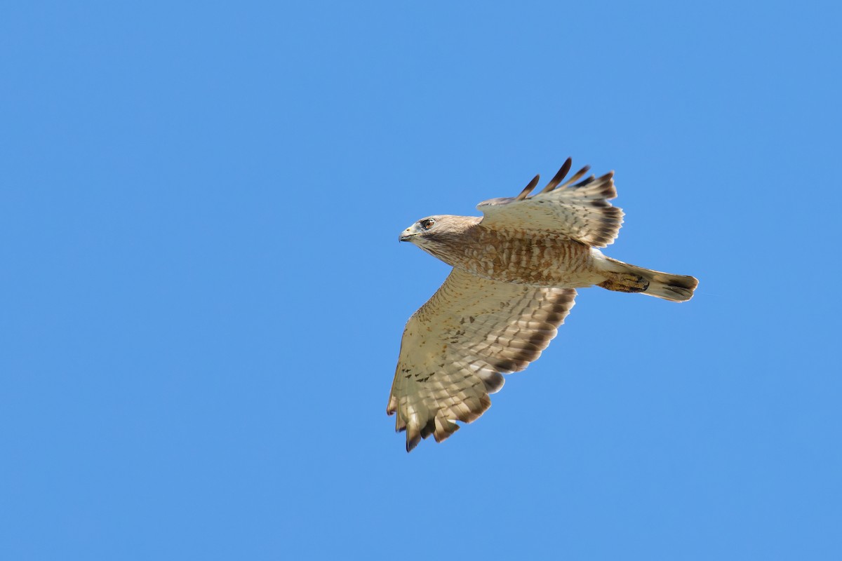 Busardo Aliancho - ML620785581