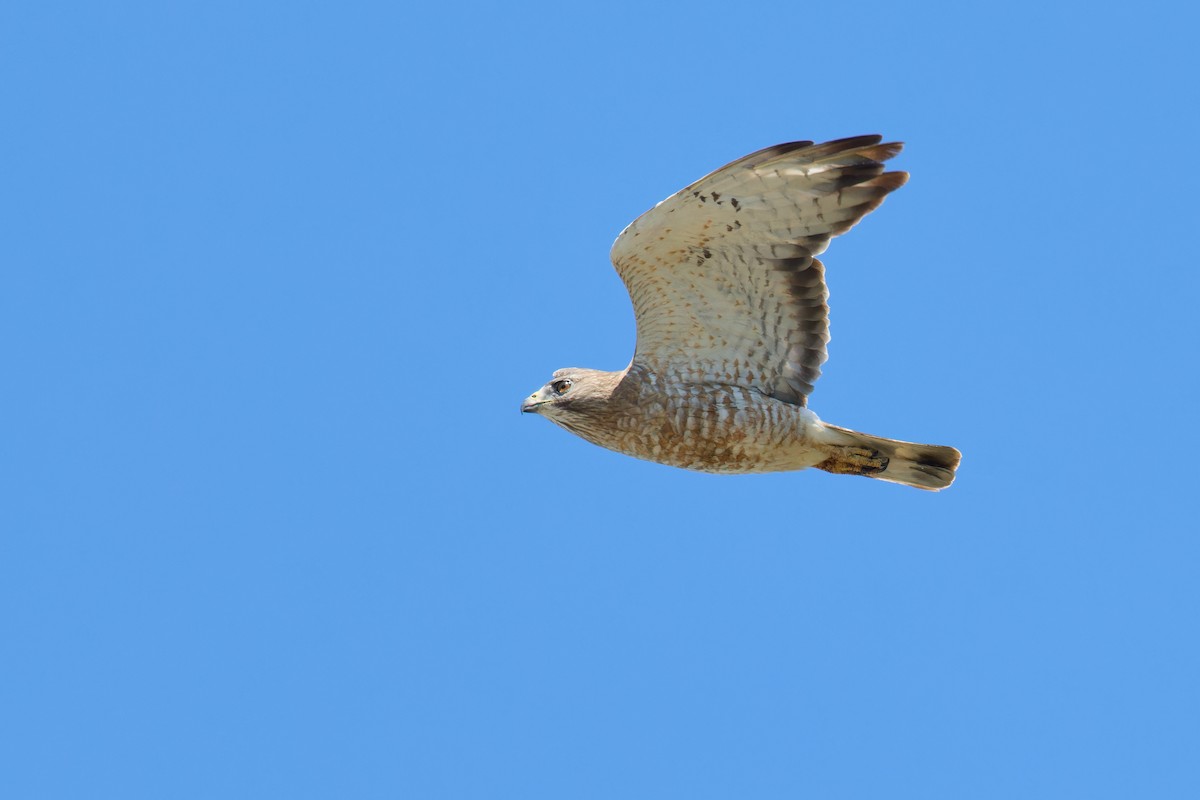 Busardo Aliancho - ML620785587