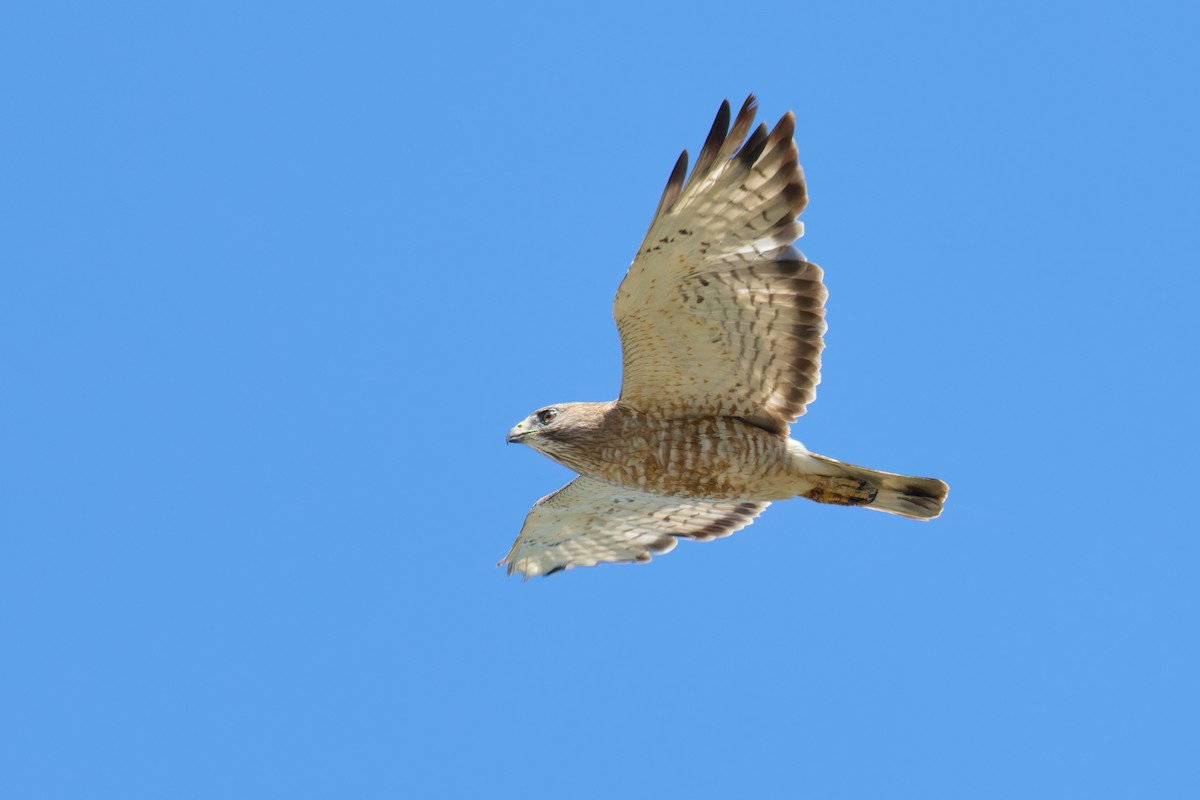 Busardo Aliancho - ML620785588