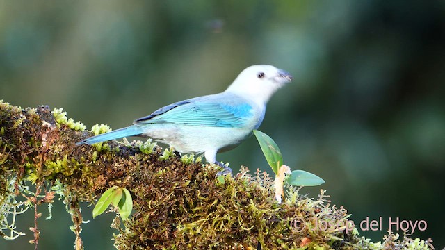 Blue-gray Tanager - ML620785589
