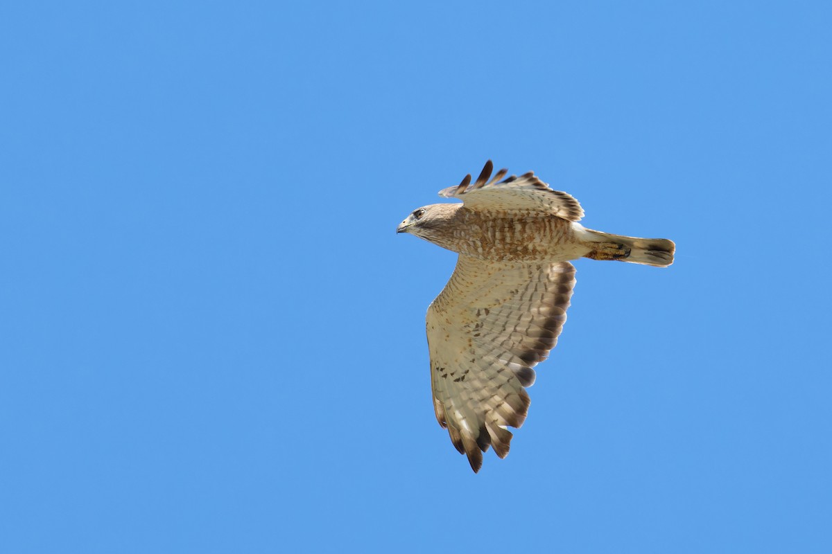 Broad-winged Hawk - ML620785591