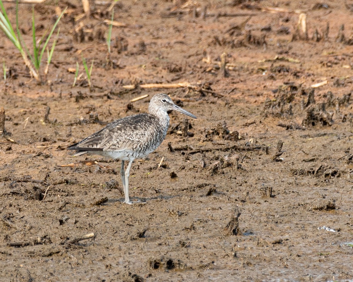 Willet - Steve Aprile