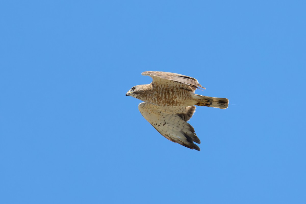 Broad-winged Hawk - ML620785593