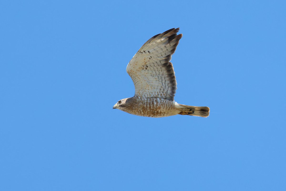 Busardo Aliancho - ML620785596