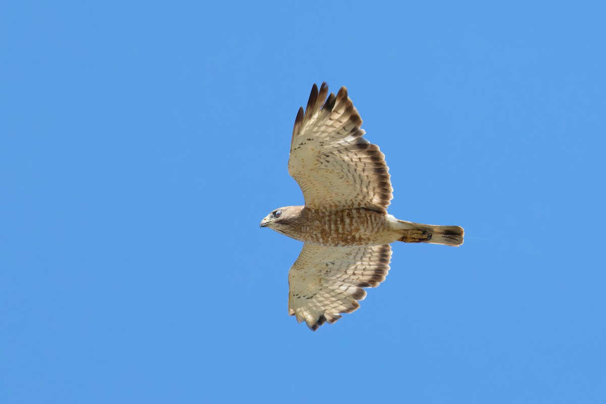 Busardo Aliancho - ML620785598