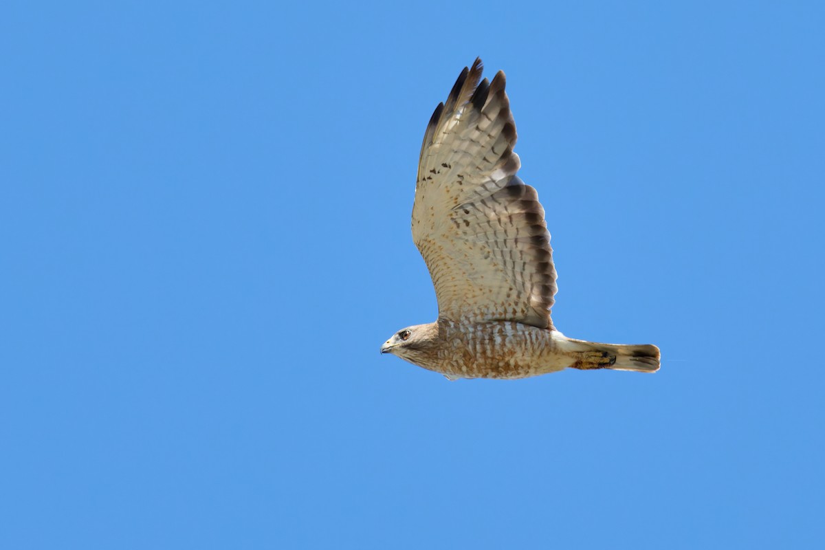 Broad-winged Hawk - ML620785599