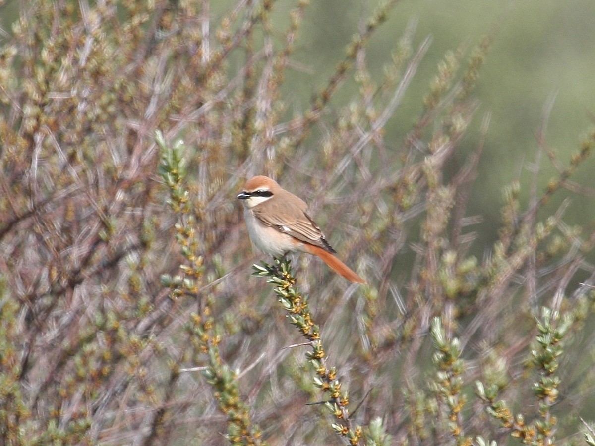 Red-tailed Shrike - ML620785600