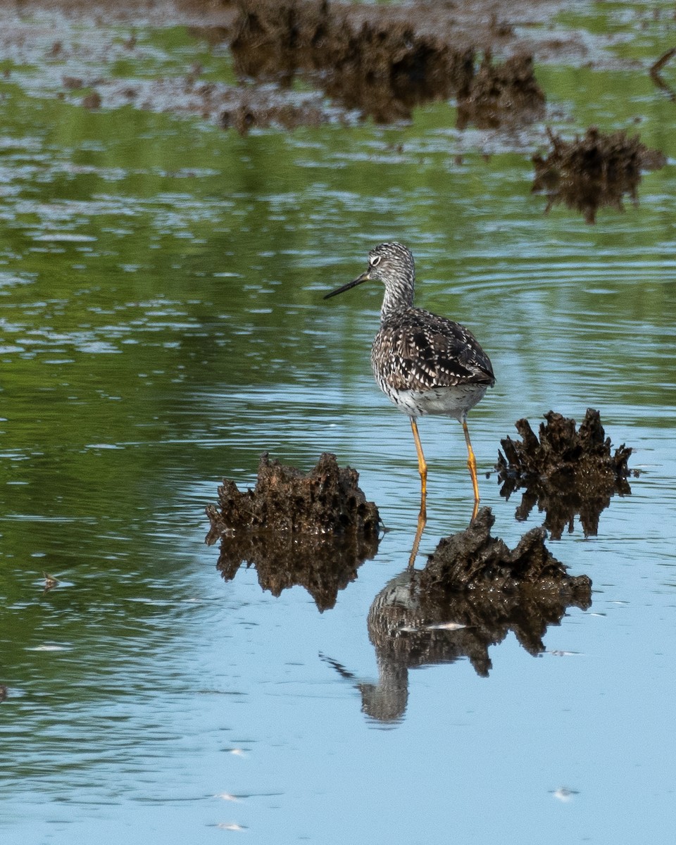 Greater Yellowlegs - ML620785604